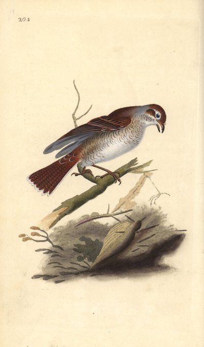 लाल-समर्थित चीख (महिला), लैनियस कोलुरियो एडवर्ड डोनोवन द्वारा अपने स्वयं के "ब्रिटिश पक्षियों के प्राकृतिक इतिहास," लंदन से तैयार और उत्कीर्ण हाथ के रंग का ताम्रपत्र द्वारा एडवर्ड डोनोवन