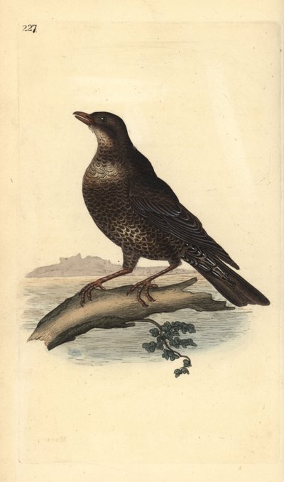 रिंग ऑज़ेल (महिला), टर्डस टोरक्वेटस। एडवर्ड डोनोवन द्वारा अपने स्वयं के "ब्रिटिश पक्षियों के प्राकृतिक इतिहास," लंदन से तैयार और उत्कीर्ण हाथ के रंग का ताम्रपत्र द्वारा एडवर्ड डोनोवन