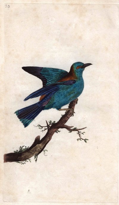 यूरोप का रोलर। Coracias garrula (Coracias garrula)। एडवर्ड डोनोवन (1768-1837) द्वारा ताम्र उत्कीर्णन, ब्रिटिश पक्षियों के प्राकृतिक इतिहास, लंदन में प्रकाशित द्वारा एडवर्ड डोनोवन