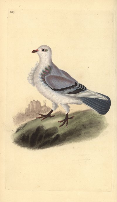 टर्बिट कबूतर, कोलंबा लिविया डोमेस्टिका वर। टर्बिटा एडवर्ड डोनोवन द्वारा अपने स्वयं के "ब्रिटिश पक्षियों के प्राकृतिक इतिहास," लंदन से तैयार और उत्कीर्ण हाथ के रंग का ताम्रपत्र द्वारा एडवर्ड डोनोवन