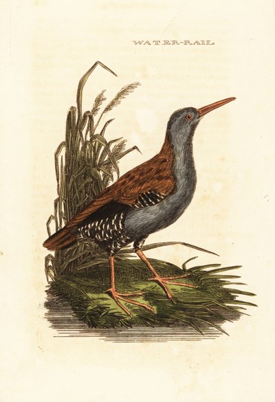 जल रेल, रैलस एक्वाटिकस द्वारा एडवर्ड डोनोवन