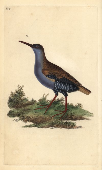 जल रेल, रैलस एक्वाटिकस। एडवर्ड डोनोवन द्वारा अपने स्वयं के "ब्रिटिश पक्षियों का प्राकृतिक इतिहास," लंदन से तैयार और उत्कीर्ण हाथ के रंग का ताम्रपत्र द्वारा एडवर्ड डोनोवन