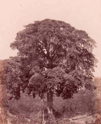वृक्ष अध्ययन, 1850-53। द्वारा एडवर्ड किंग टेनिसन