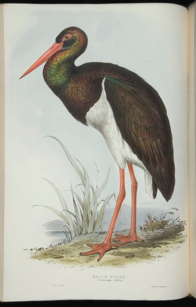जॉन गोल्ड द्वारा ब्लैक स्टॉर्क, &39;द बर्ड्स ऑफ यूरोप&39; से द्वारा एडवर्ड लीयर