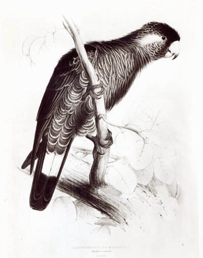 कैलेप्टोरिनचस बॉडिनी, या बॉडिन का कॉकटू, 1832 (लिथो) (बीओ फोटो) द्वारा एडवर्ड लीयर