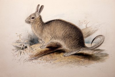 लागोटी कुवेरी, 1833 द्वारा एडवर्ड लीयर
