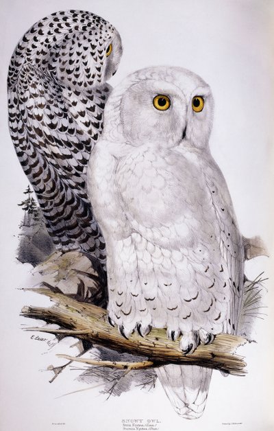 बर्फीला उल्लू, 1832-1837 द्वारा एडवर्ड लीयर