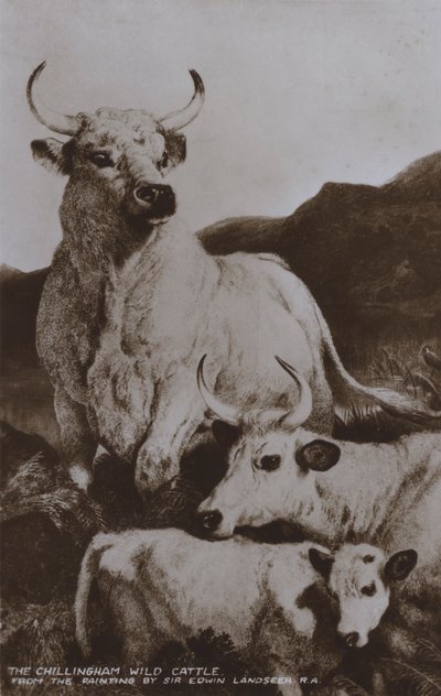 चिलिंगहम जंगली मवेशी (बी/डब्ल्यू फोटो) द्वारा एडविन (बाद) लैंडसीर