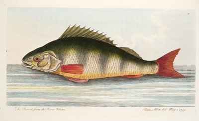 मछली और मछली-तालाबों, पब पर एक ग्रंथ से राइन नदी से खोज। 1832 (हाथ के रंग का उत्कीर्णन) द्वारा एलियाजर एल्बिन