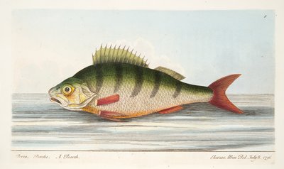 मछली और मछली-तालाबों के संबंध में पर्च, पब। 1832 (हाथ के रंग का उत्कीर्णन) द्वारा एलियाजर एल्बिन
