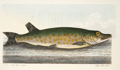 मछली और मछली-तालाब, पब पर एक ग्रंथ से पाईक। 1832 (हाथ के रंग का उत्कीर्णन) द्वारा एलियाजर एल्बिन