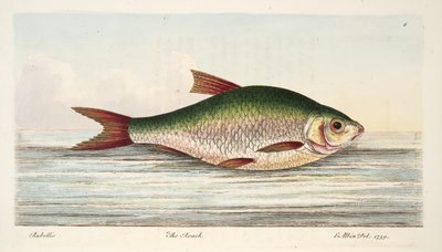द रोच, ए ट्राइसेज़ ऑन फिश एंड फिश-पॉन्ड्स, पब। 1832 (हाथ के रंग का उत्कीर्णन) द्वारा एलियाजर एल्बिन