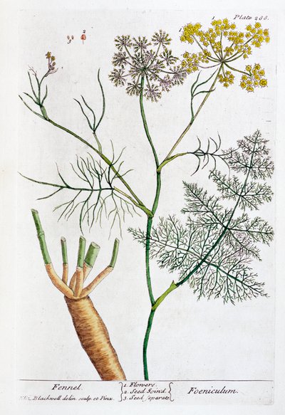 सौंफ, 1782 द्वारा एलिजाबेथ ब्लैकवेल