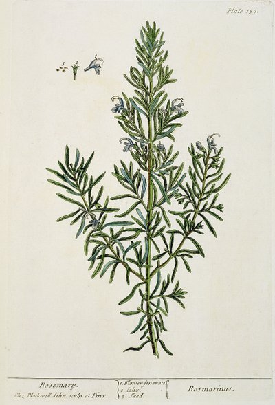 &39;ए क्यूरियस हर्बल&39;, 1782 (रंग उत्कीर्णन) से रोज़मरीनस ऑफ़िसिनालिस द्वारा एलिजाबेथ ब्लैकवेल