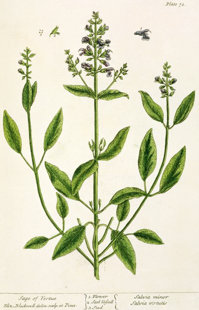 &39;ए क्यूरियस हर्बल&39; से साल्वियम, 1782 (रंग उत्कीर्णन) द्वारा एलिजाबेथ ब्लैकवेल