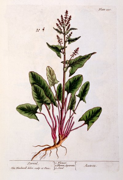 सोरेल, &39;ए क्यूरियस हर्बल&39; से प्लेट 230, प्रकाशित 1782 (रंग उत्कीर्णन) द्वारा एलिजाबेथ ब्लैकवेल