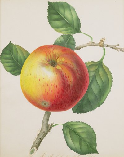 एक Apple, c.1835 (wc) द्वारा एलिजाबेथ जेन हिल