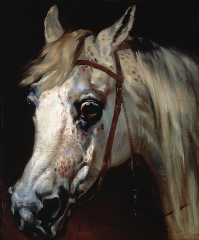 एक अरब घोड़े का सिर, c.1840-50 (कैनवास पर तेल) द्वारा एमिल जीन होरेस वर्नेट