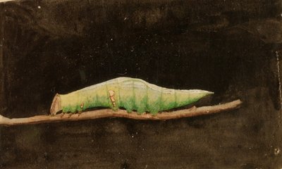  द्वारा गेराल्ड एच. थायर