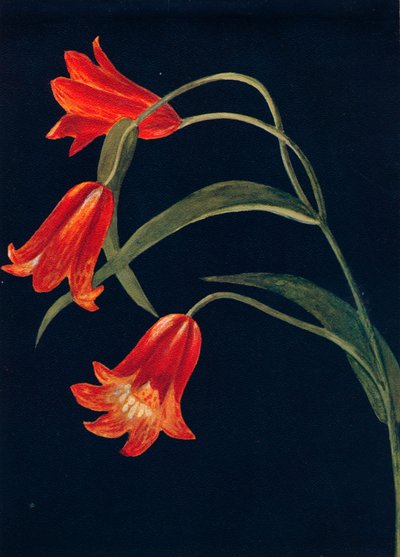 स्कारलेट फ्रिटिलारिया, c1915, 1915 द्वारा एम्मा ग्राहम घड़ी