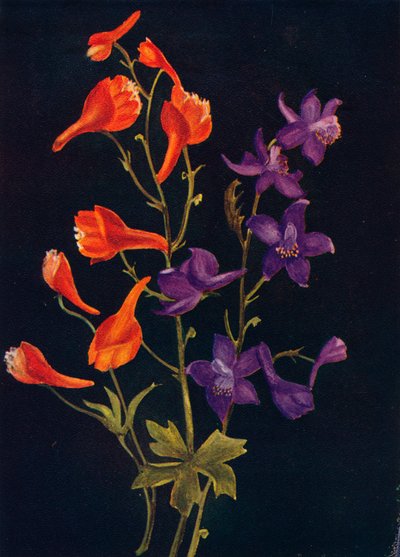 स्कारलेट और ब्लू लार्कसपुर, c1915, 1915 द्वारा एम्मा ग्राहम घड़ी