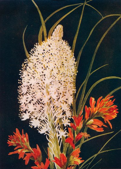 स्कव ग्रास और स्कारलेट पेंट ब्रश, c1915, 1915 द्वारा एम्मा ग्राहम घड़ी