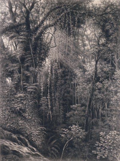 Apia, Upolu, पश्चिमी समोआ, 1877 के ऊपर कण्ठ का दृश्य (कागज पर लकड़ी का कोयला) द्वारा एम्मा सैंडिस