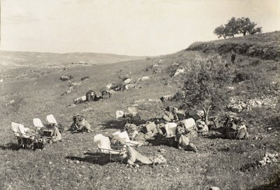 एम्बुलेंस ऊंट, c.1916-19 (b/w फोटो) द्वारा अंग्रेजी फोटोग्राफर
