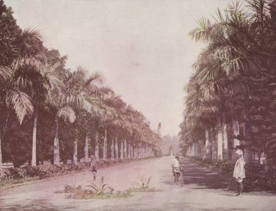 एवेन्यू ऑफ पाम्स, बॉटनिकल गार्डन, कलकत्ता (रंगीन फोटो) द्वारा अंग्रेजी फोटोग्राफर