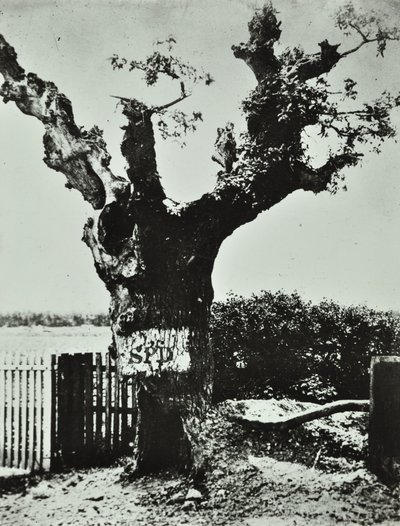 ब्रॉकली लेन: ओल्ड ओक, लंदन, 1890 द्वारा अंग्रेजी फोटोग्राफर