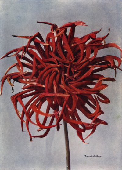  द्वारा अंग्रेजी फोटोग्राफर