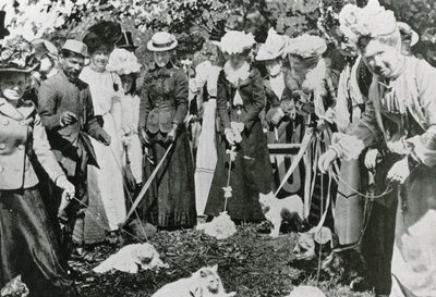 1900 में रॉयल बोटैनिकल गार्डन, वेस्टमिंस्टर में कैट शो द्वारा अंग्रेजी फोटोग्राफर