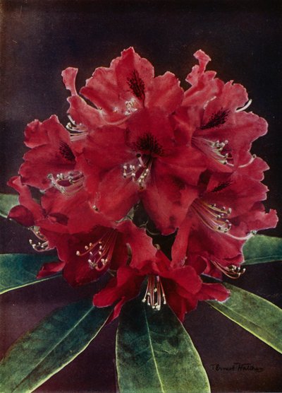  द्वारा अंग्रेजी फोटोग्राफर