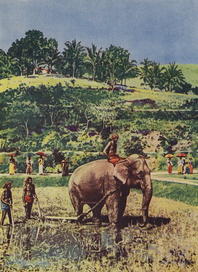 हाथी भारत में चावल के खेतों की जुताई में मदद करता है द्वारा अंग्रेजी फोटोग्राफर