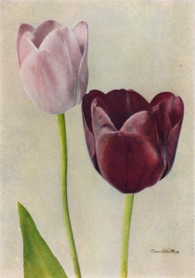  द्वारा अंग्रेजी फोटोग्राफर