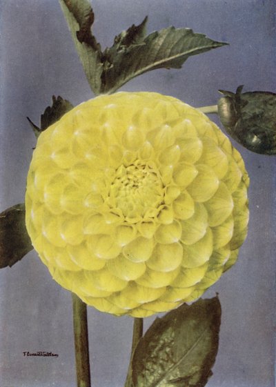  द्वारा अंग्रेजी फोटोग्राफर