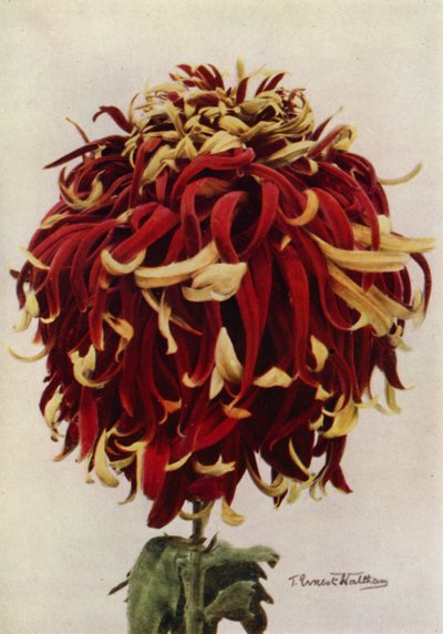  द्वारा अंग्रेजी फोटोग्राफर