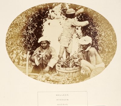 जे। फोर्ब्स वॉटसन द्वारा मलसे (माली), हिंदू, मद्रास, भारत के लोग, 1868 प्रकाशित (एल्बम प्रिंट) द्वारा अंग्रेजी फोटोग्राफर