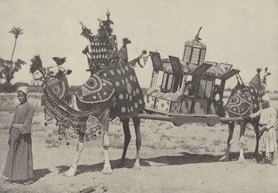 काहिरा में विवाह समारोह द्वारा अंग्रेजी फोटोग्राफर