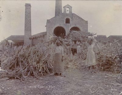 न्यूकैसल प्लांटेशन, 1880 द्वारा अंग्रेजी फोटोग्राफर