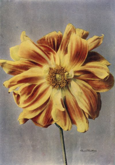  द्वारा अंग्रेजी फोटोग्राफर