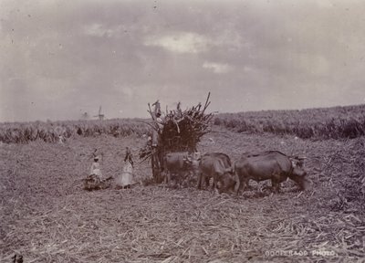 चीनी बागान, बारबाडोस, 1880 द्वारा अंग्रेजी फोटोग्राफर