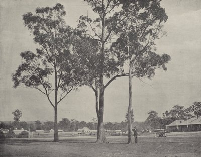 Toongabbie द्वारा अंग्रेजी फोटोग्राफर