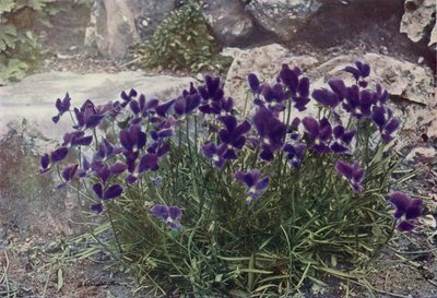  द्वारा अंग्रेजी फोटोग्राफर