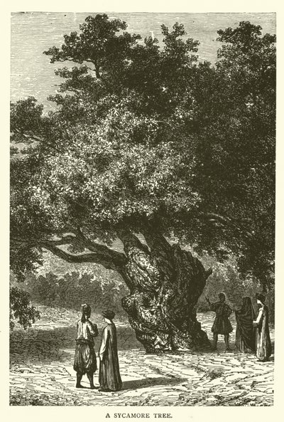 एक गूलर का पेड़ (उत्कीर्णन) द्वारा अंग्रेजी स्कूल