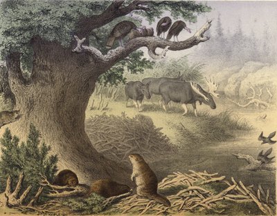 उत्तरी कनाडा में एक दृश्य, रकून, बीवर, जंगली टर्की, एल्क, यात्री कबूतर द्वारा अंग्रेजी स्कूल