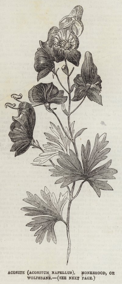 एकोनाइट (एकोनिटम नेपेलस), मॉन्कशूड, या वोल्फस्बेन (उत्कीर्णन) द्वारा अंग्रेजी स्कूल