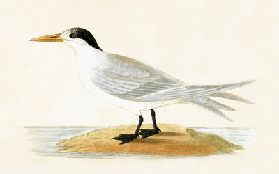 एलीड टर्न, चार्ल्स रॉबर्ट ब्री (1811-86) द्वारा 1867 में प्रकाशित &39;ए हिस्ट्री ऑफ द बर्ड्स ऑफ नॉट अ ऑब्जर्व्ड इन द ब्रिटिश आइल्स&39; का चित्र द्वारा अंग्रेजी स्कूल