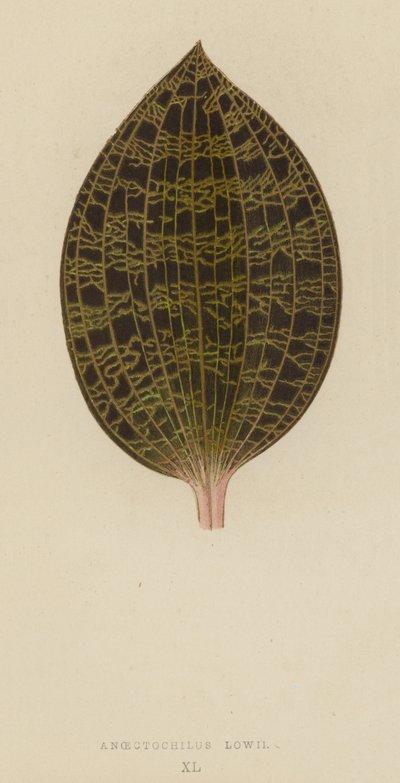 Anoectochilus Lowii द्वारा अंग्रेजी स्कूल