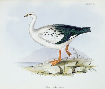 चार्ल्स डार्विन (1809-92), 1840 में एचएमएस बीगल की यात्रा के जूलॉजी से एंसर मेलानोप्टेरस, 1840 द्वारा अंग्रेजी स्कूल